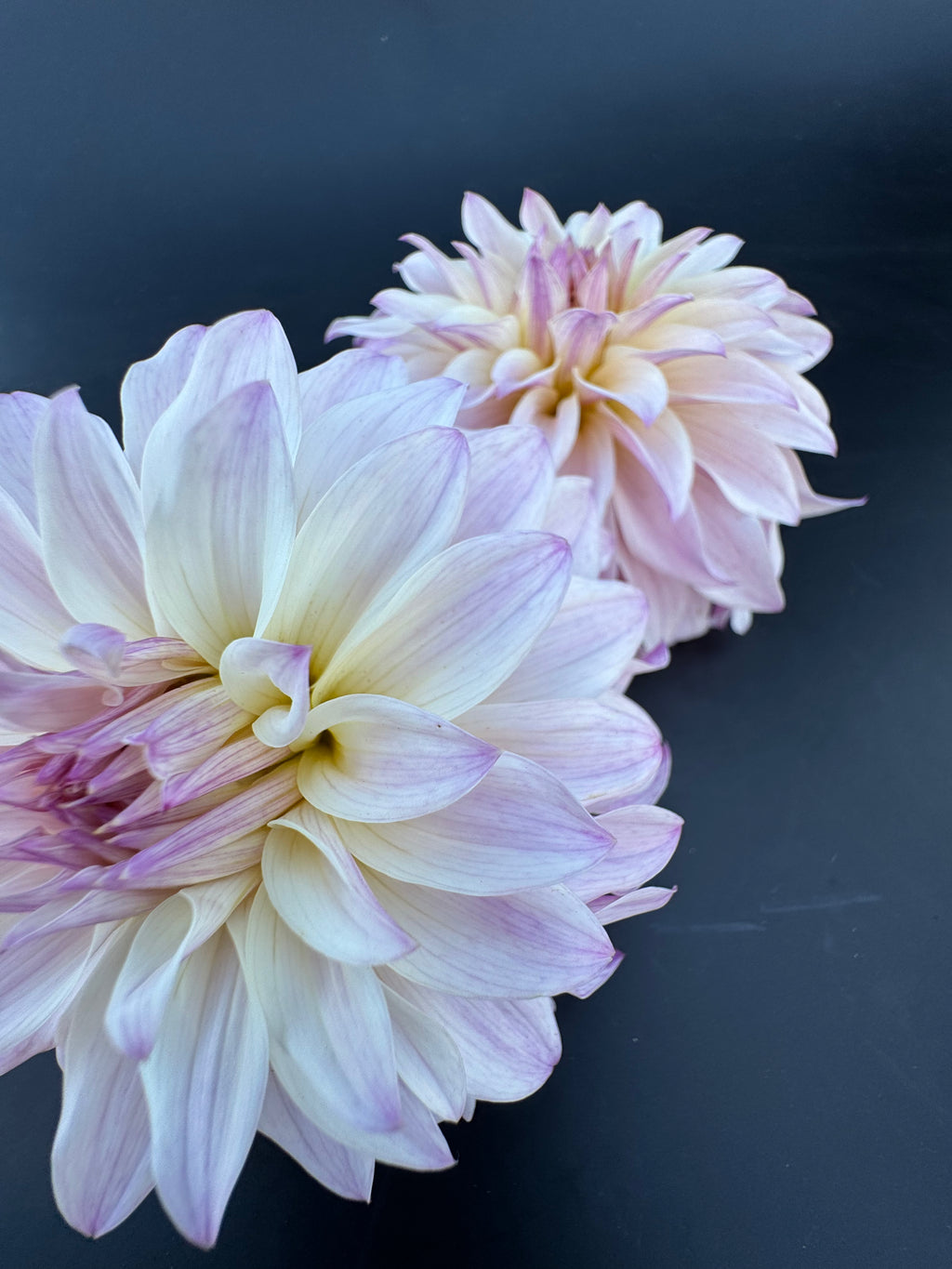 Bloomquist Compare - Dahlia