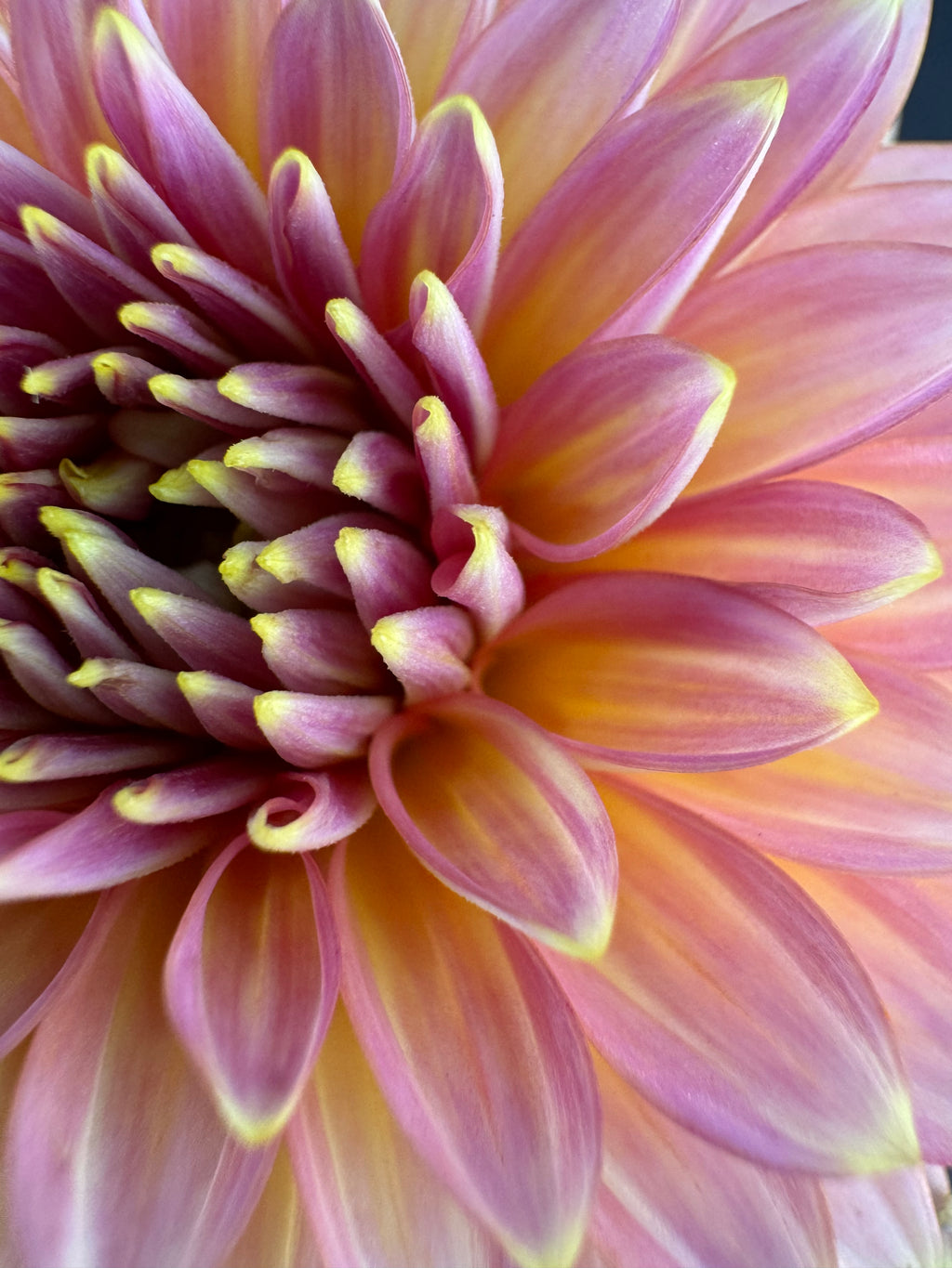 Bloomquist Mojo - Dahlia