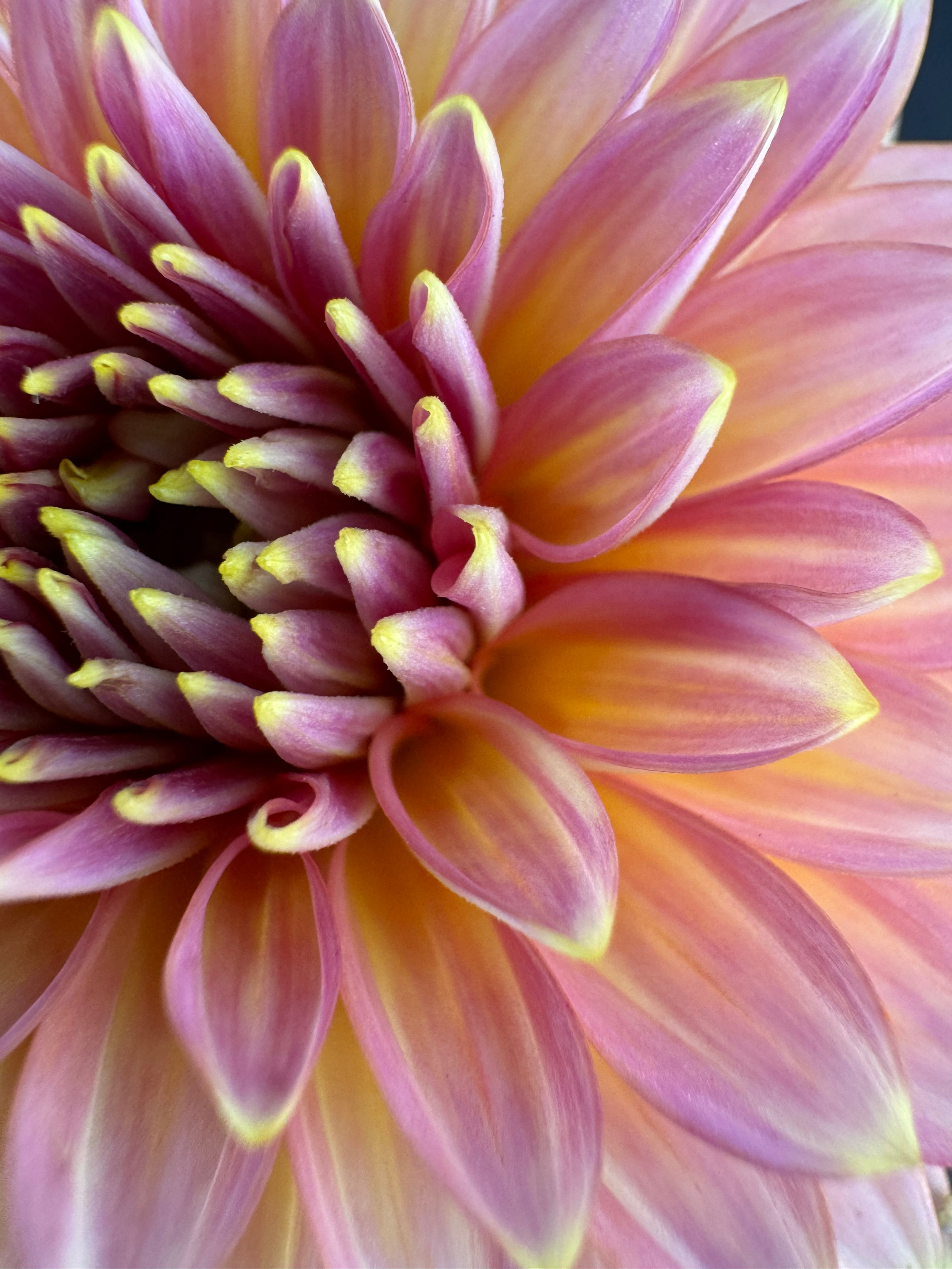 Bloomquist Mojo - Dahlia