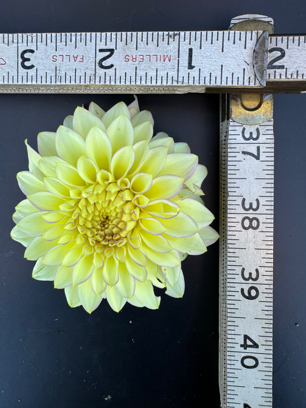 Bloomquist Blush - Dahlia