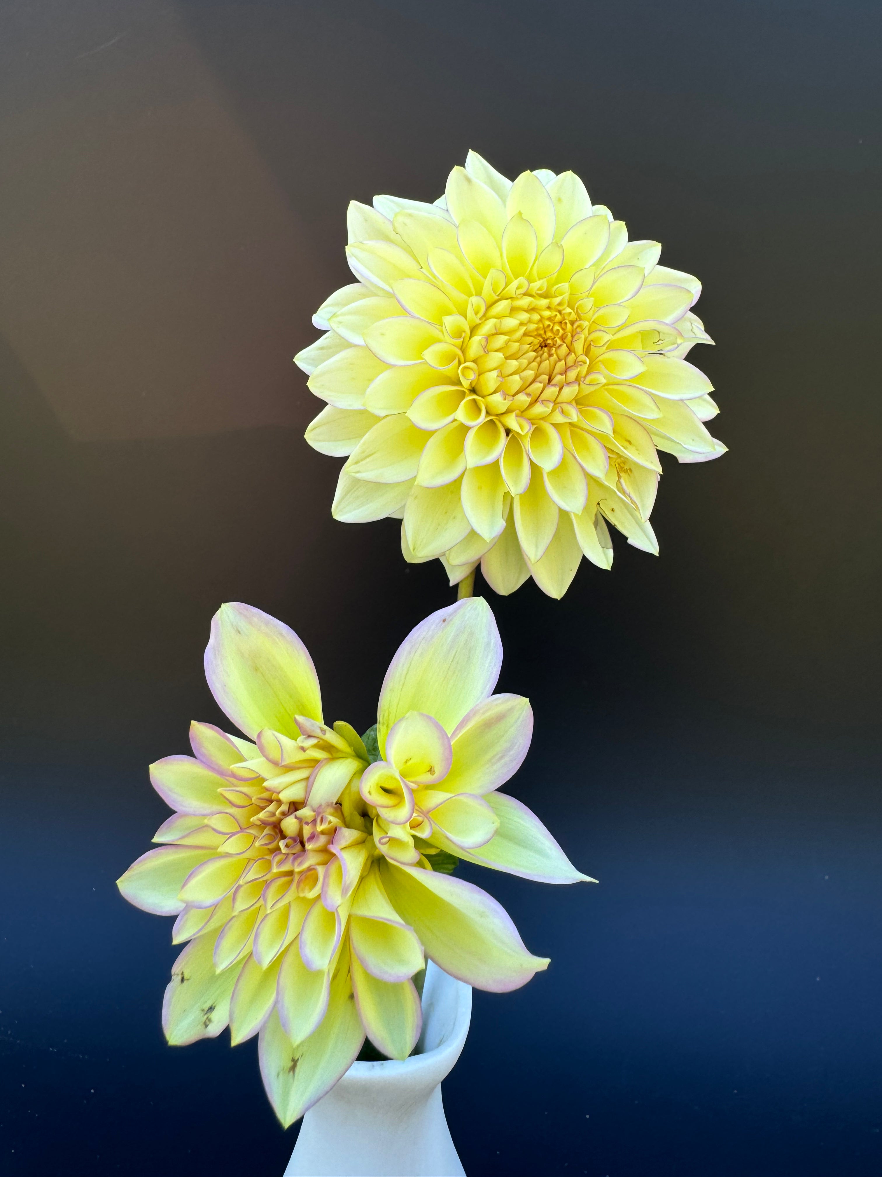 Bloomquist Blush - Dahlia