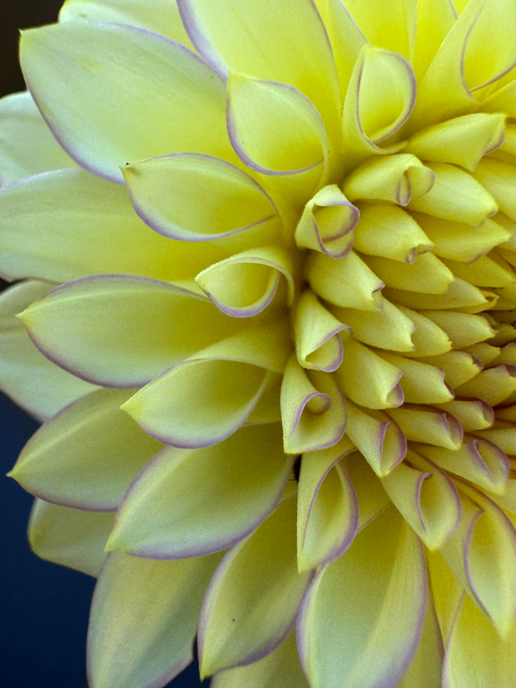 Bloomquist Blush - Dahlia