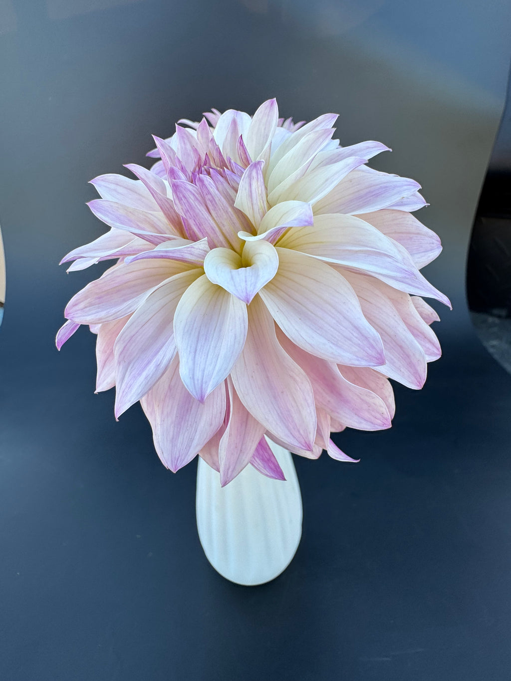 Bloomquist Compare - Dahlia