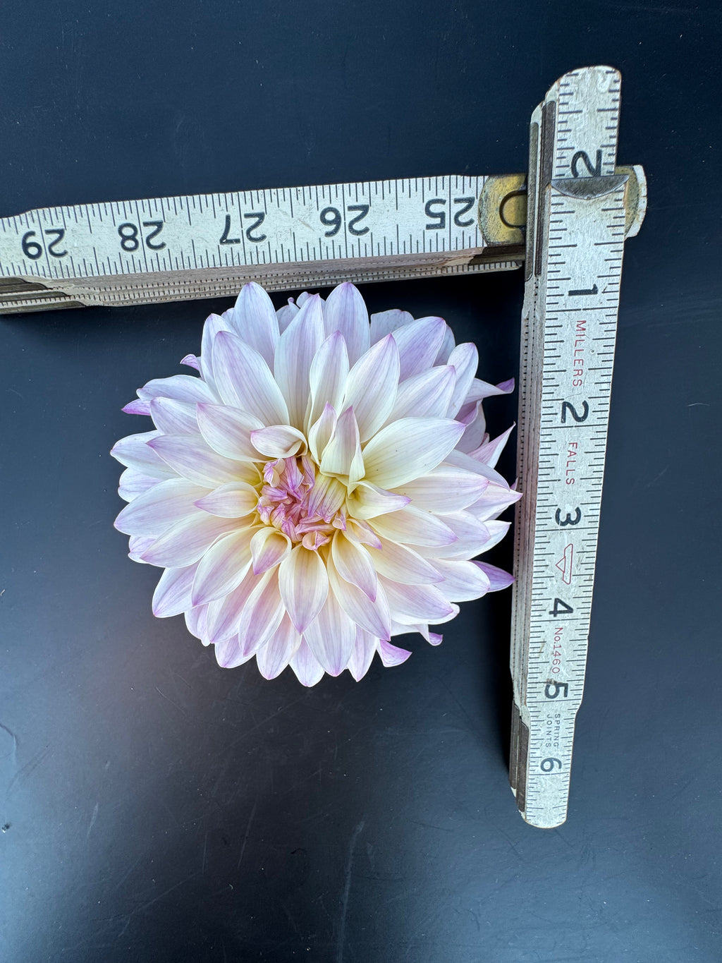 Bloomquist Compare - Dahlia