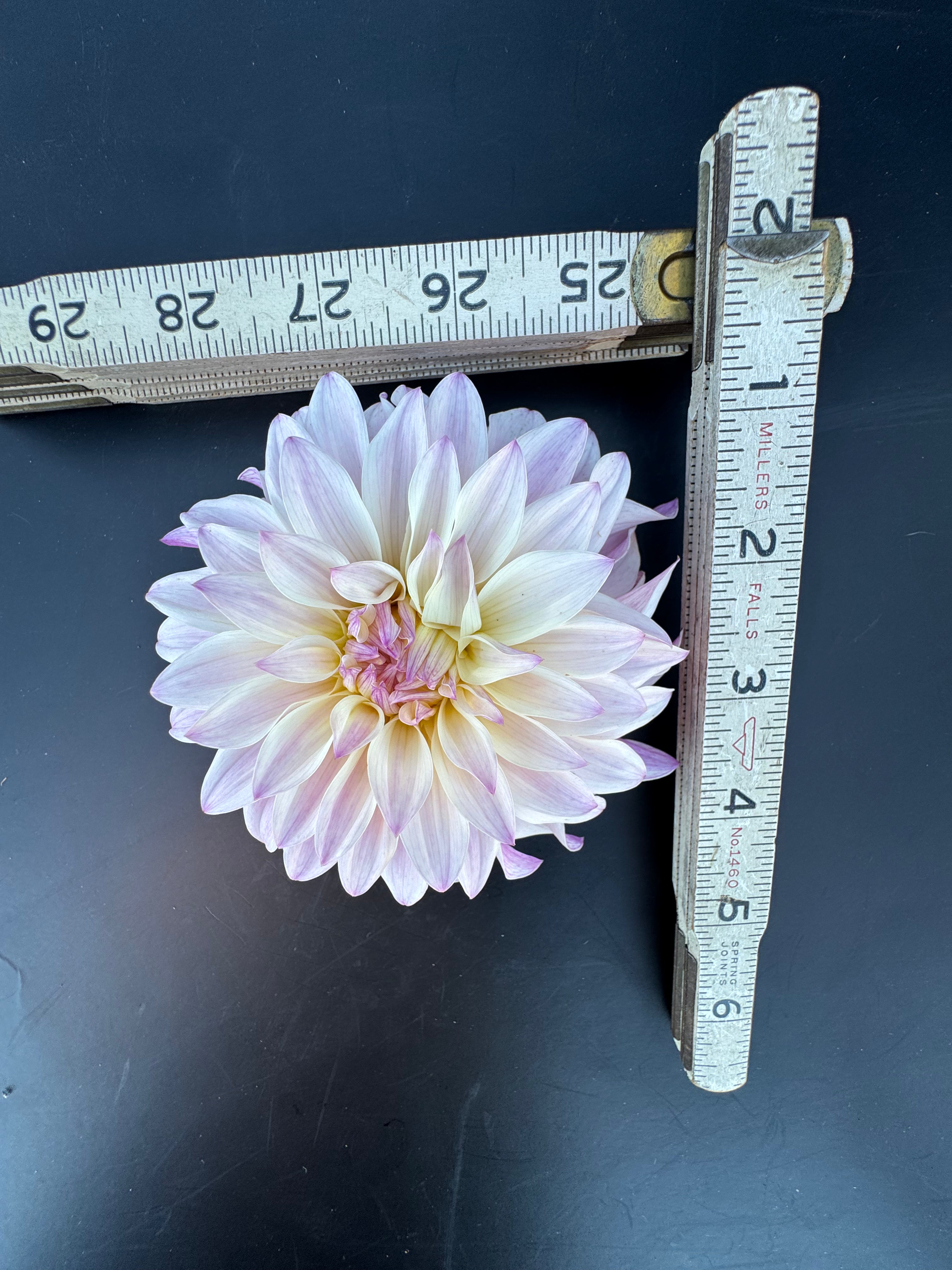 Bloomquist Compare - Dahlia