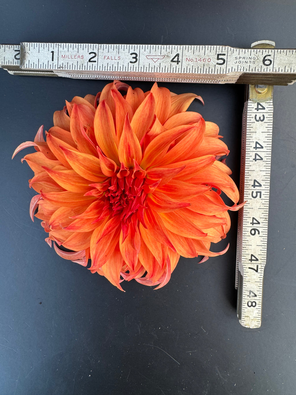 Bloomquist Jean - Dahlia