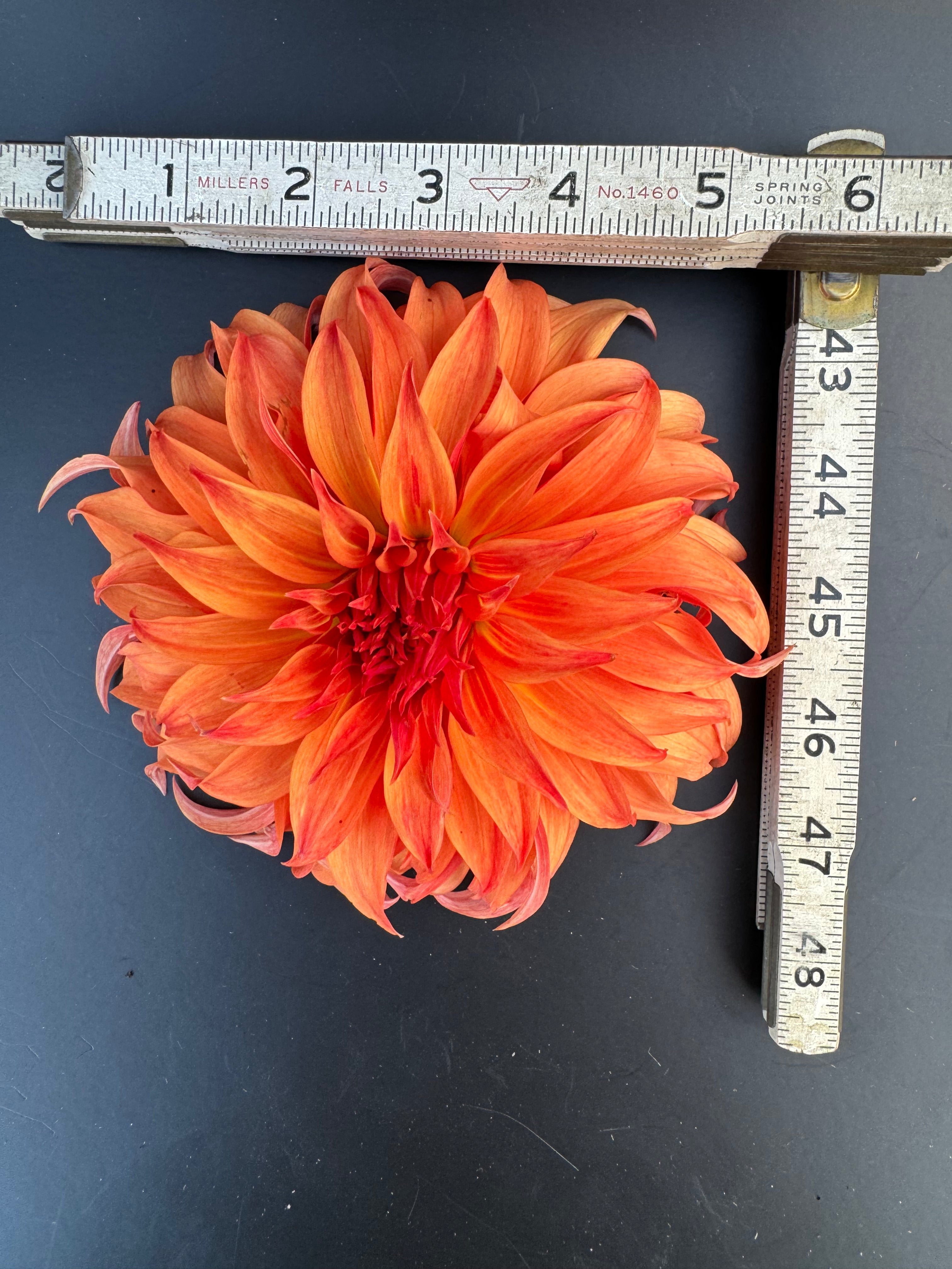 Bloomquist Jean - Dahlia