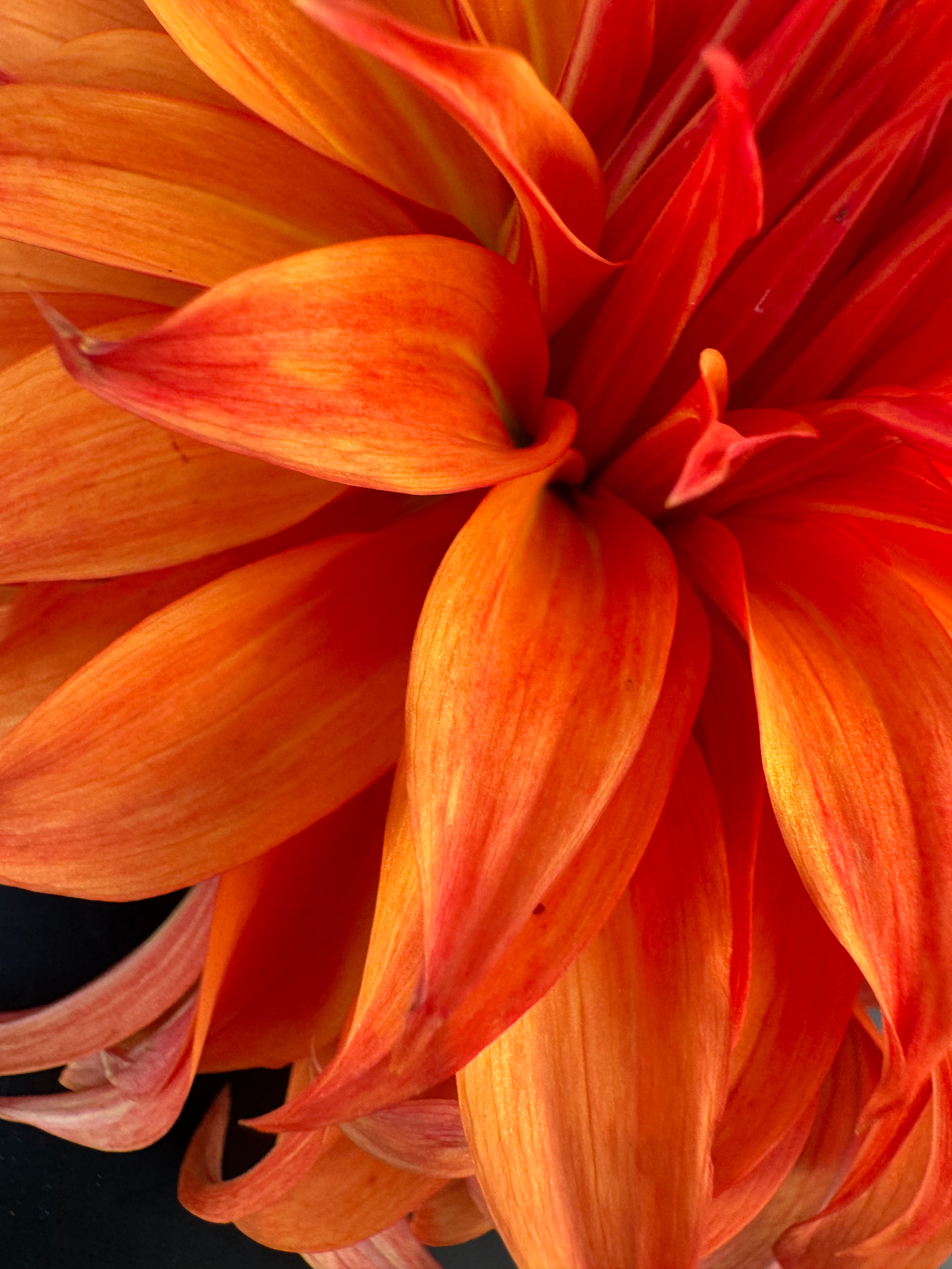 Bloomquist Jean - Dahlia