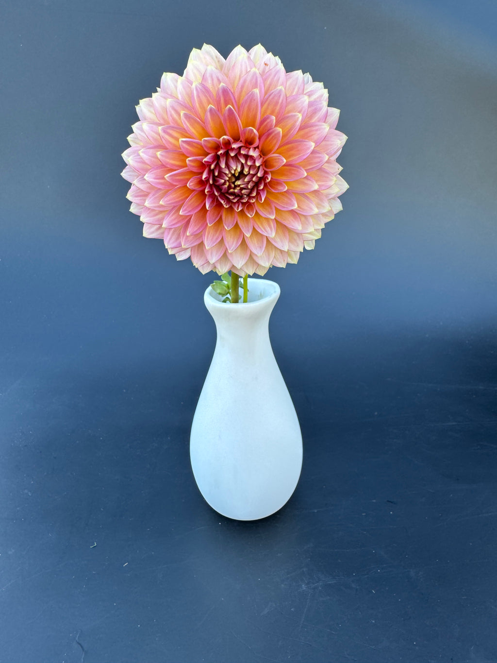 Bloomquist Mojo - Dahlia