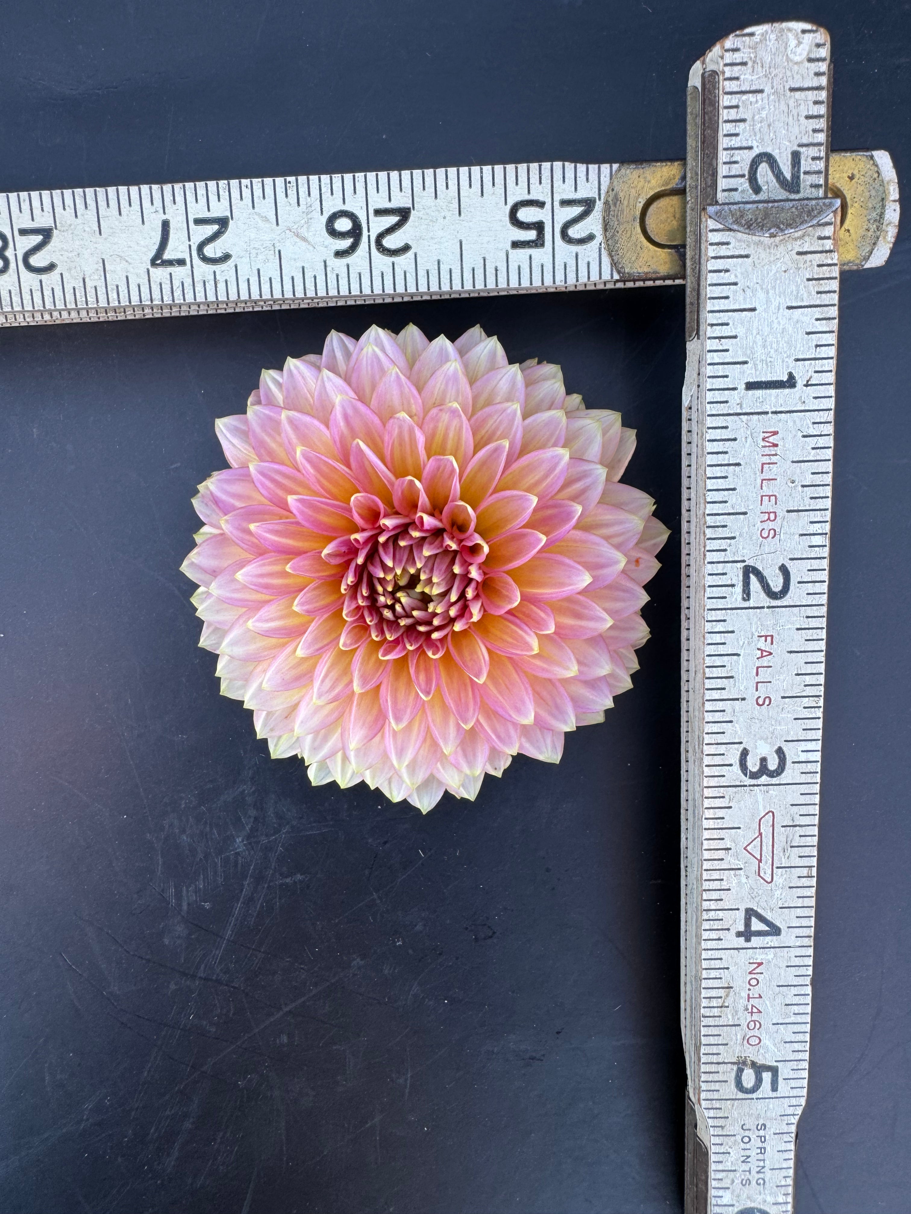 Bloomquist Mojo - Dahlia