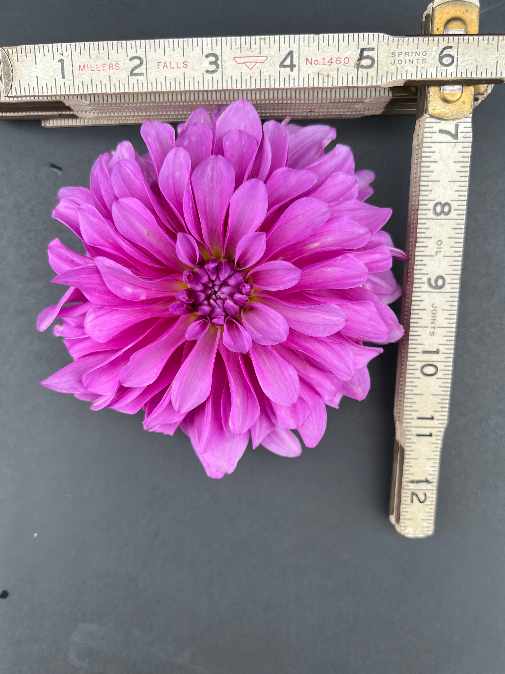 bluetiful dahlia bloom with vibrant purple petals, grown from high-quality tubers for sale