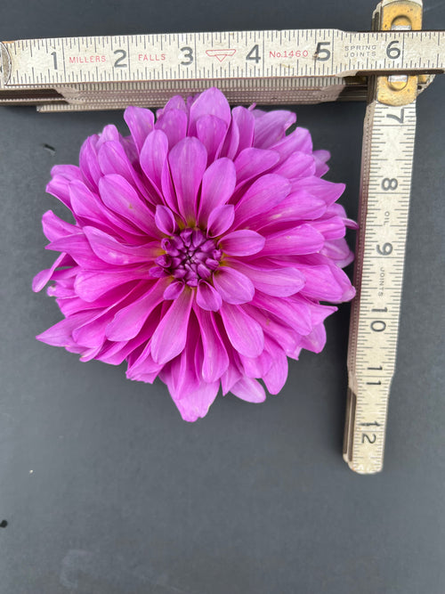 bluetiful dahlia bloom with vibrant purple petals, grown from high-quality tubers for sale