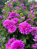 bluetiful 10 pack dahlia bloom with vibrant purple petals, grown from high-quality tubers for sale