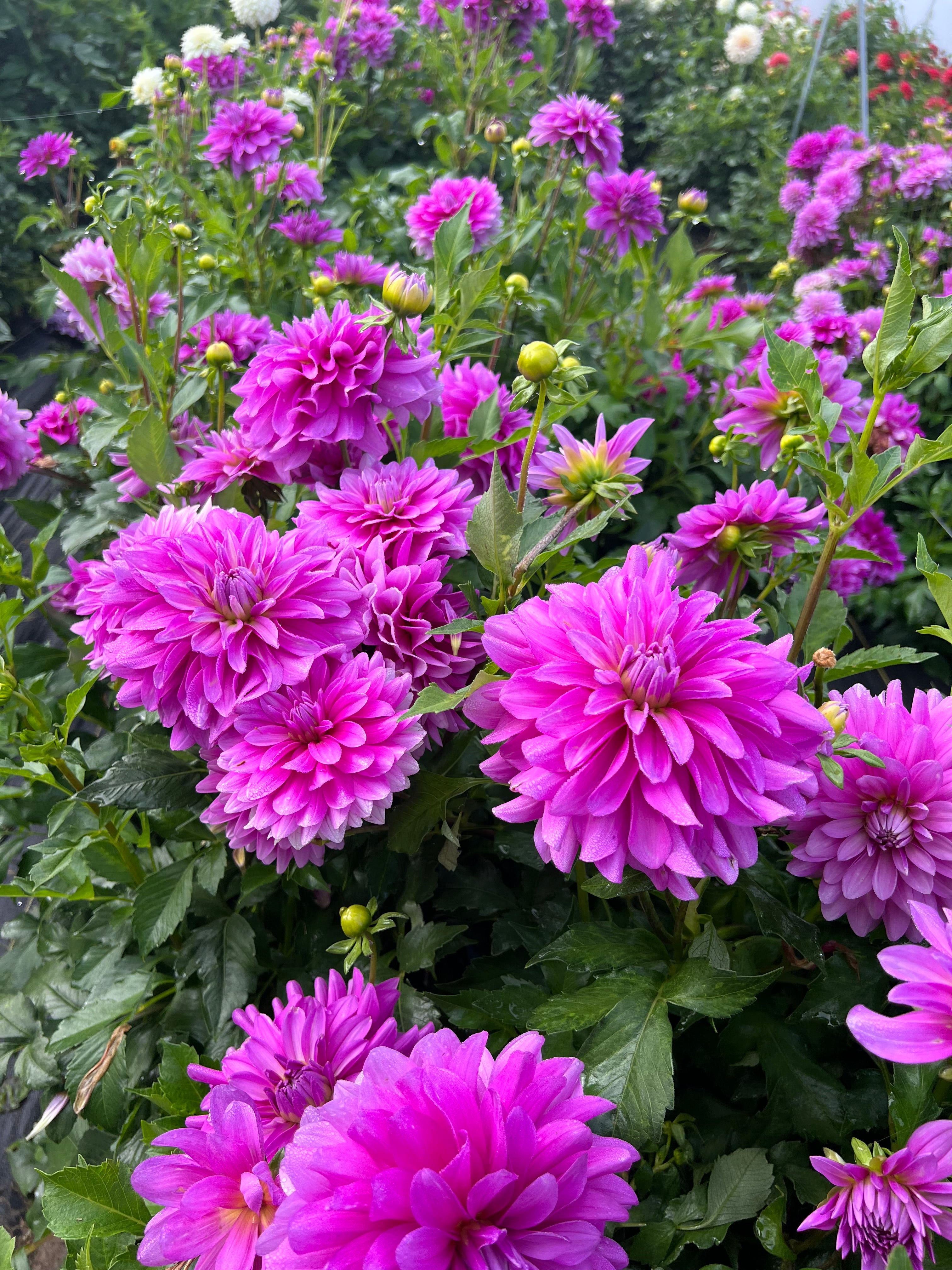 bluetiful 10 pack dahlia bloom with vibrant purple petals, grown from high-quality tubers for sale