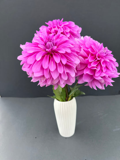 bluetiful dahlia bloom with vibrant purple petals, grown from high-quality tubers for sale