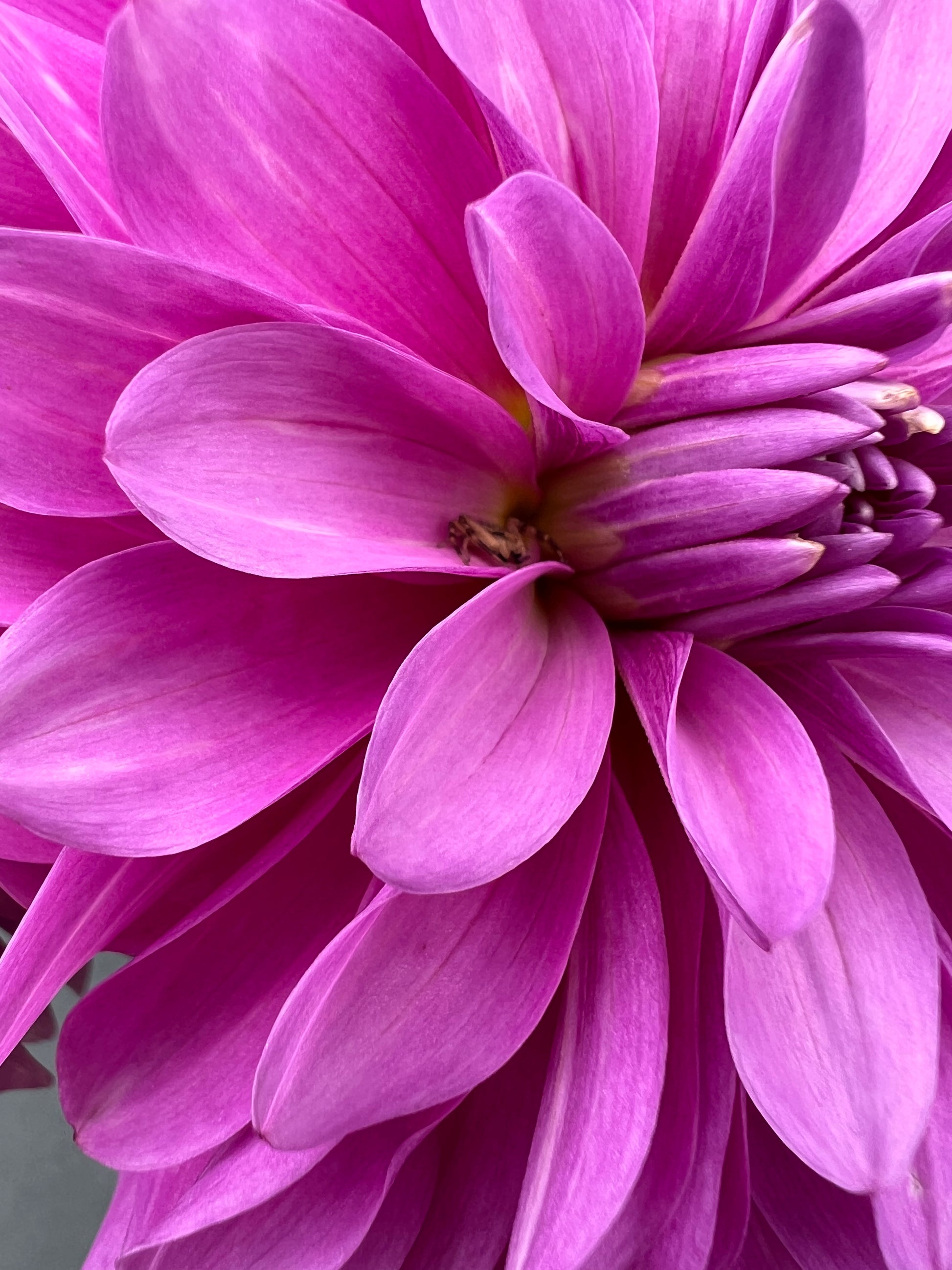 bluetiful dahlia bloom with vibrant purple petals, grown from high-quality tubers for sale