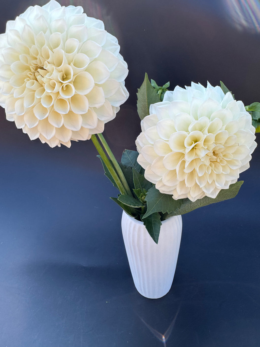 Boom Boom White - Dahlia