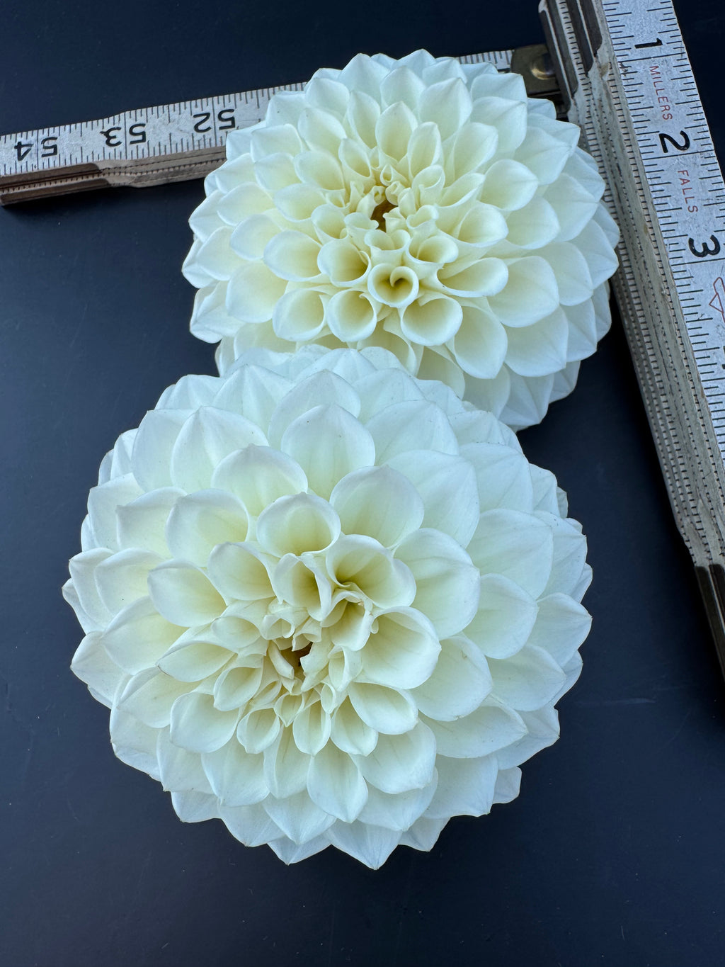 Boom Boom White - Dahlia