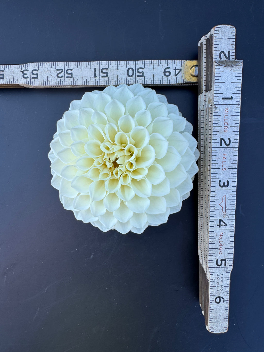 Boom Boom White - Dahlia