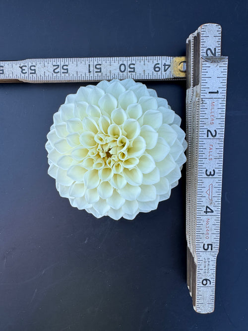 Boom Boom White - Dahlia