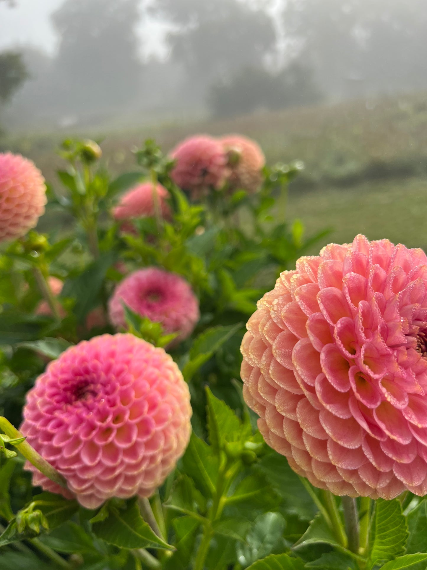 bracken rose dahlia bloom with vibrant pink-dark pink petals, grown from high-quality tubers for sale