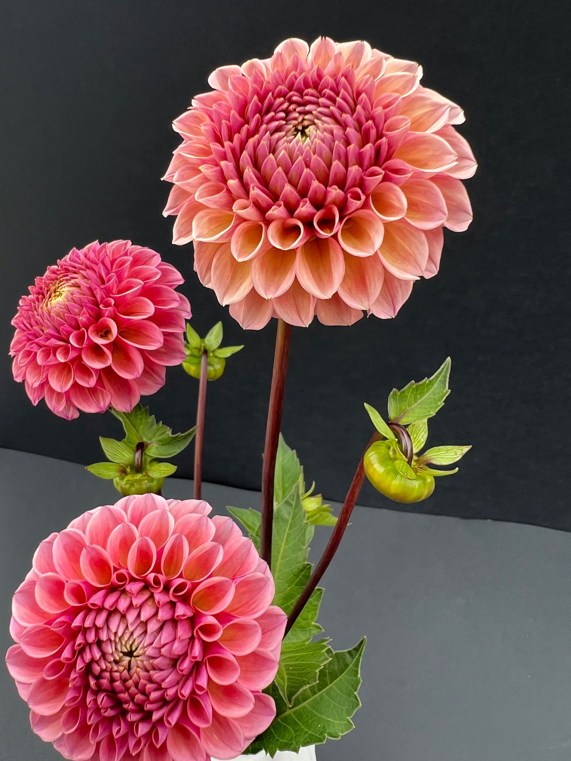 bracken rose dahlia bloom with vibrant pink-dark pink petals, grown from high-quality tubers for sale