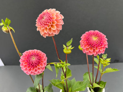 bracken rose dahlia bloom with vibrant pink-dark pink petals, grown from high-quality tubers for sale