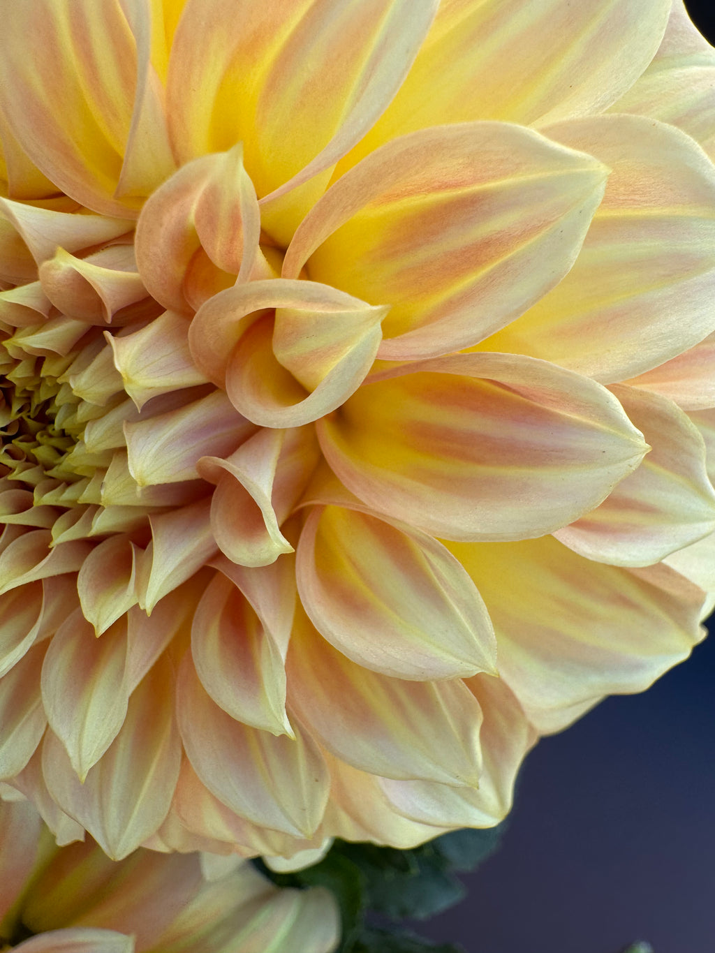 Bracken Sarah - Dahlia