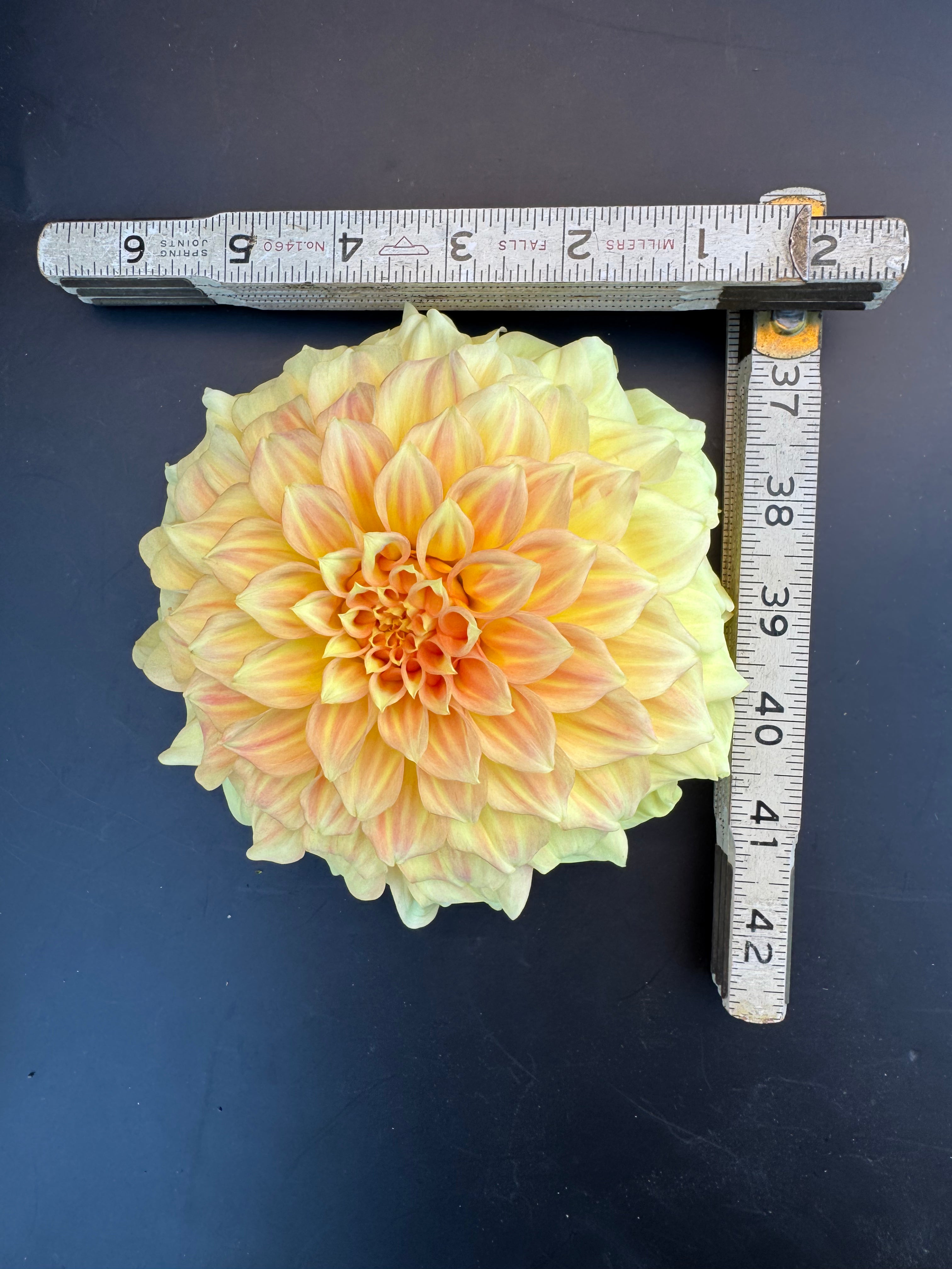 Bracken Sarah - Dahlia