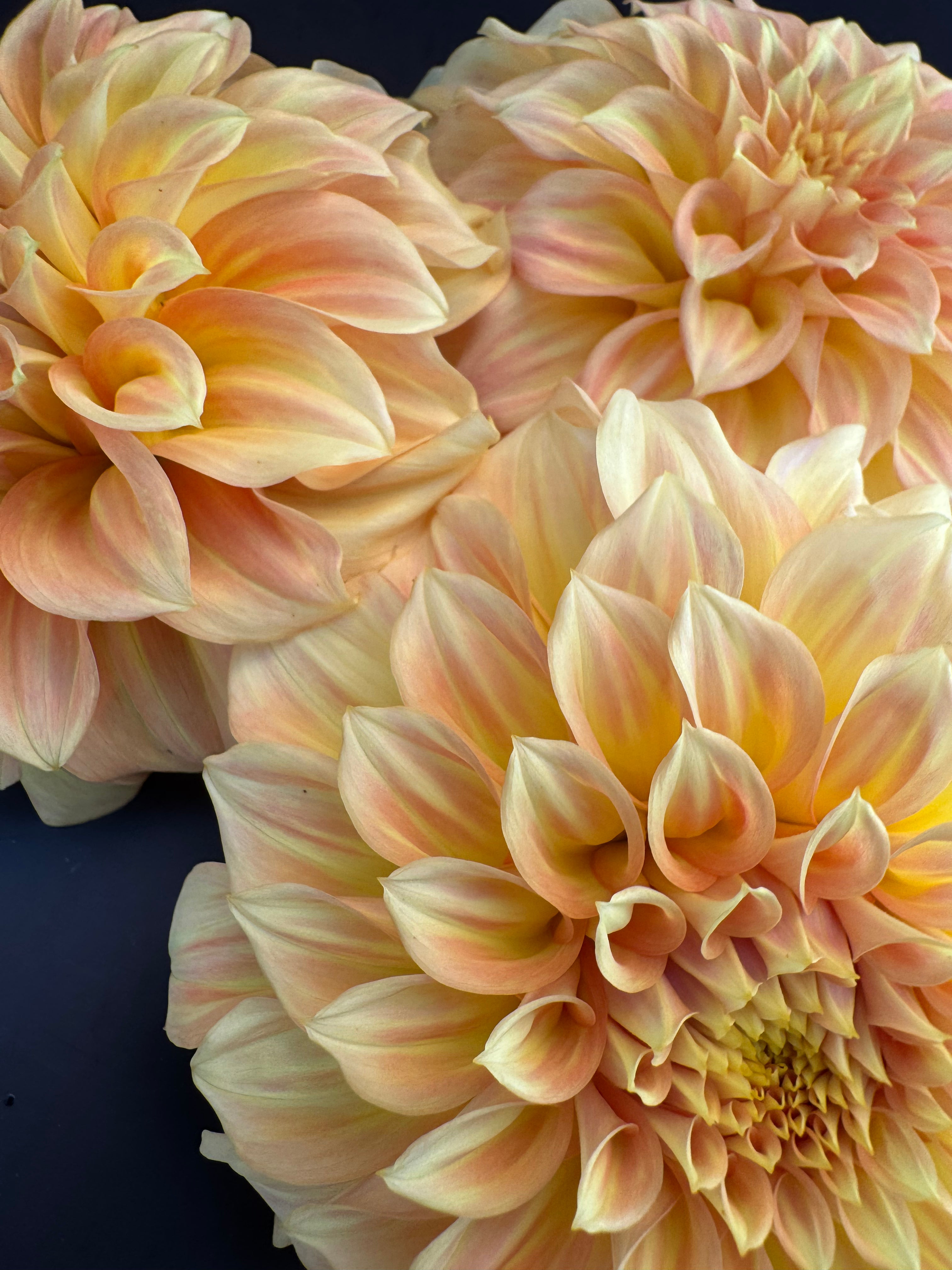 Bracken Sarah - Dahlia