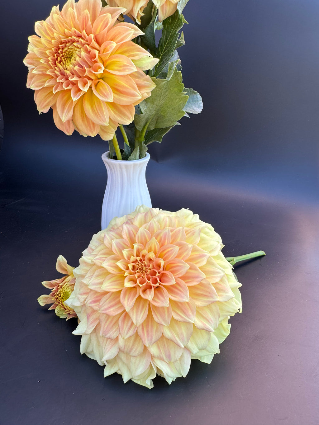 Bracken Sarah - Dahlia