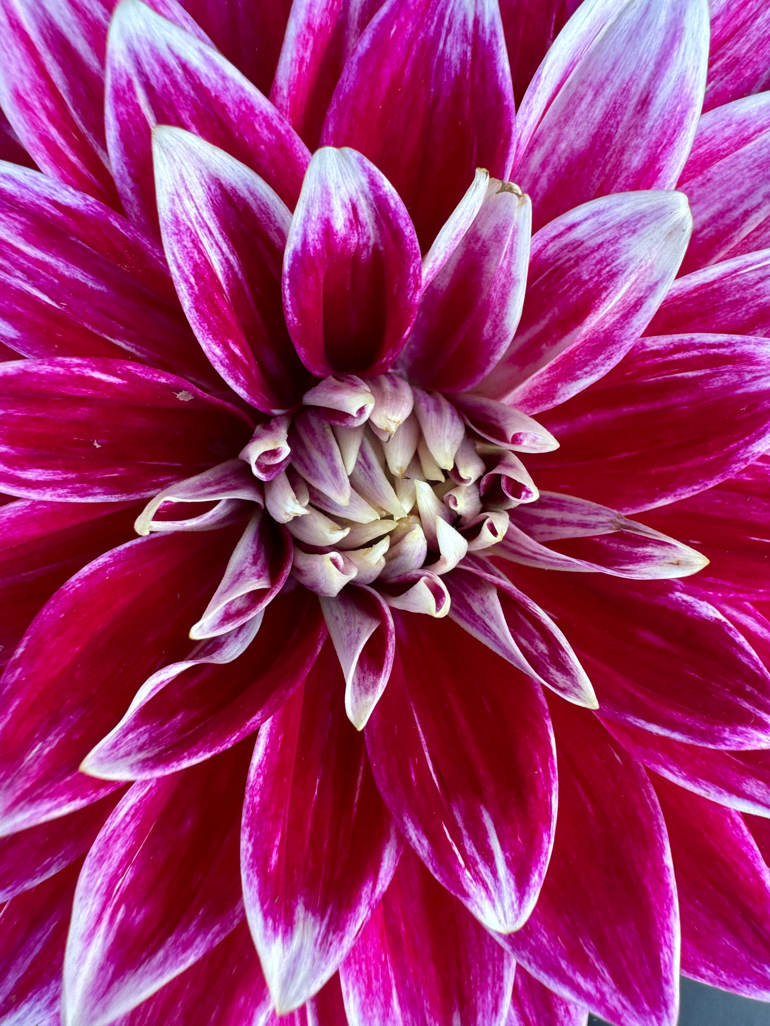 Bradley Aaron - Dahlia