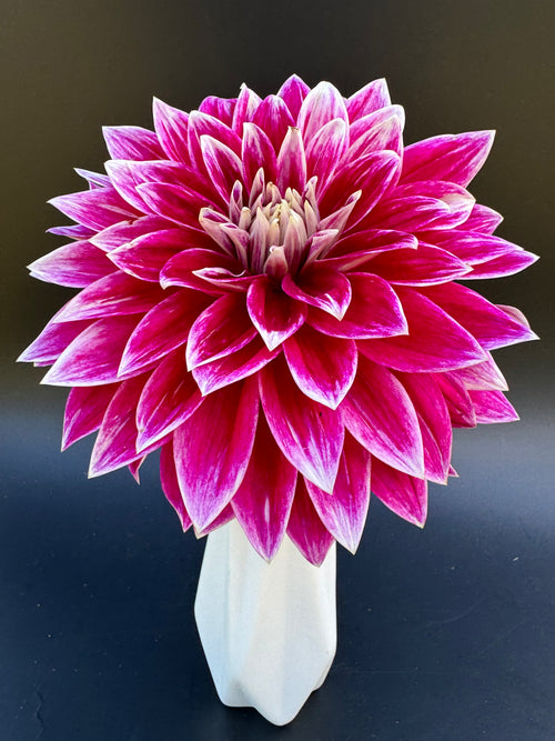 Bradley Aaron - Dahlia – Birddog Flower Farm Bradley Aaron - Dahlia – Birddog Flower Farm