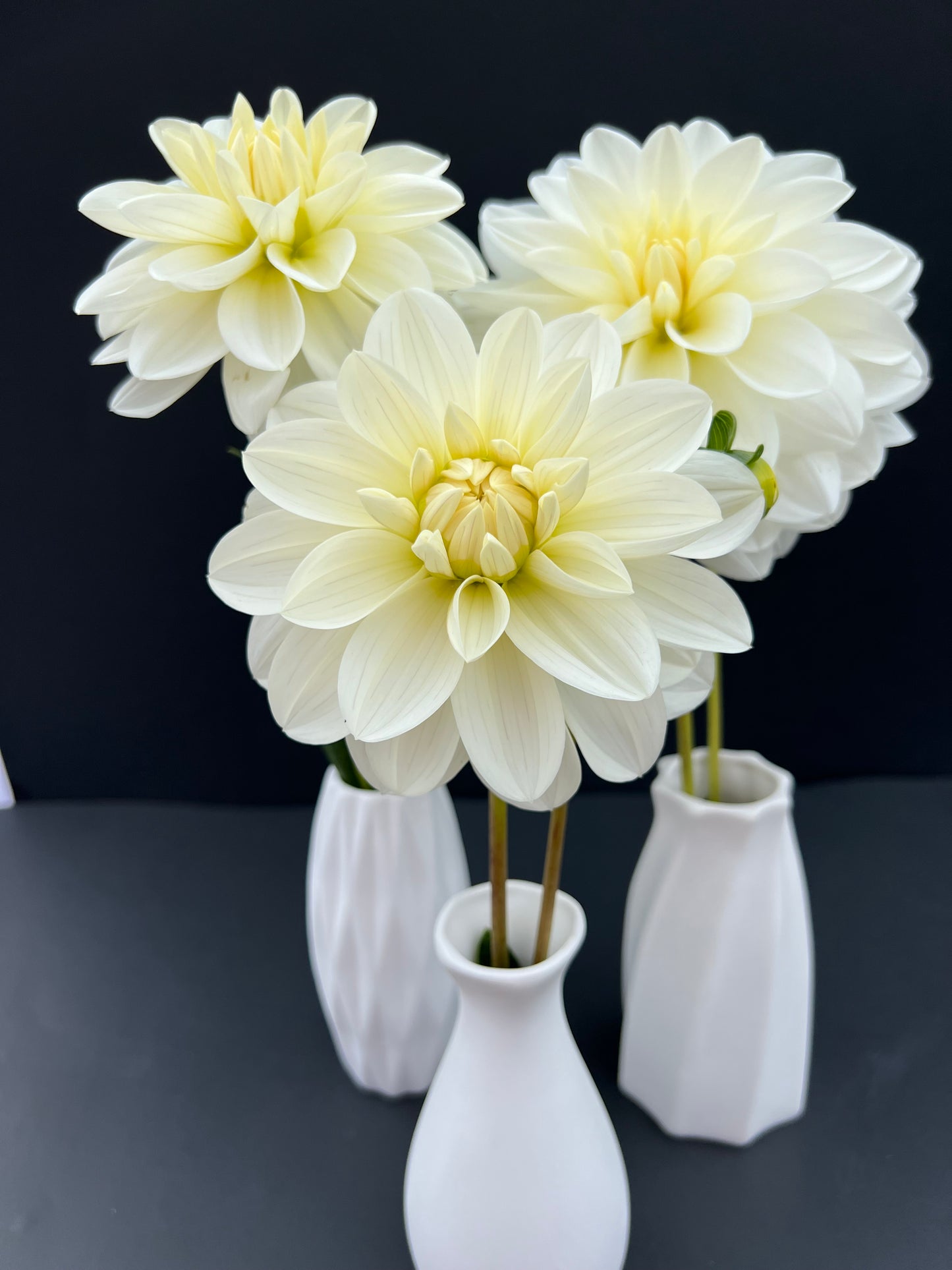 bride to be dahlia bloom with vibrant white petals, grown from high-quality tubers for sale