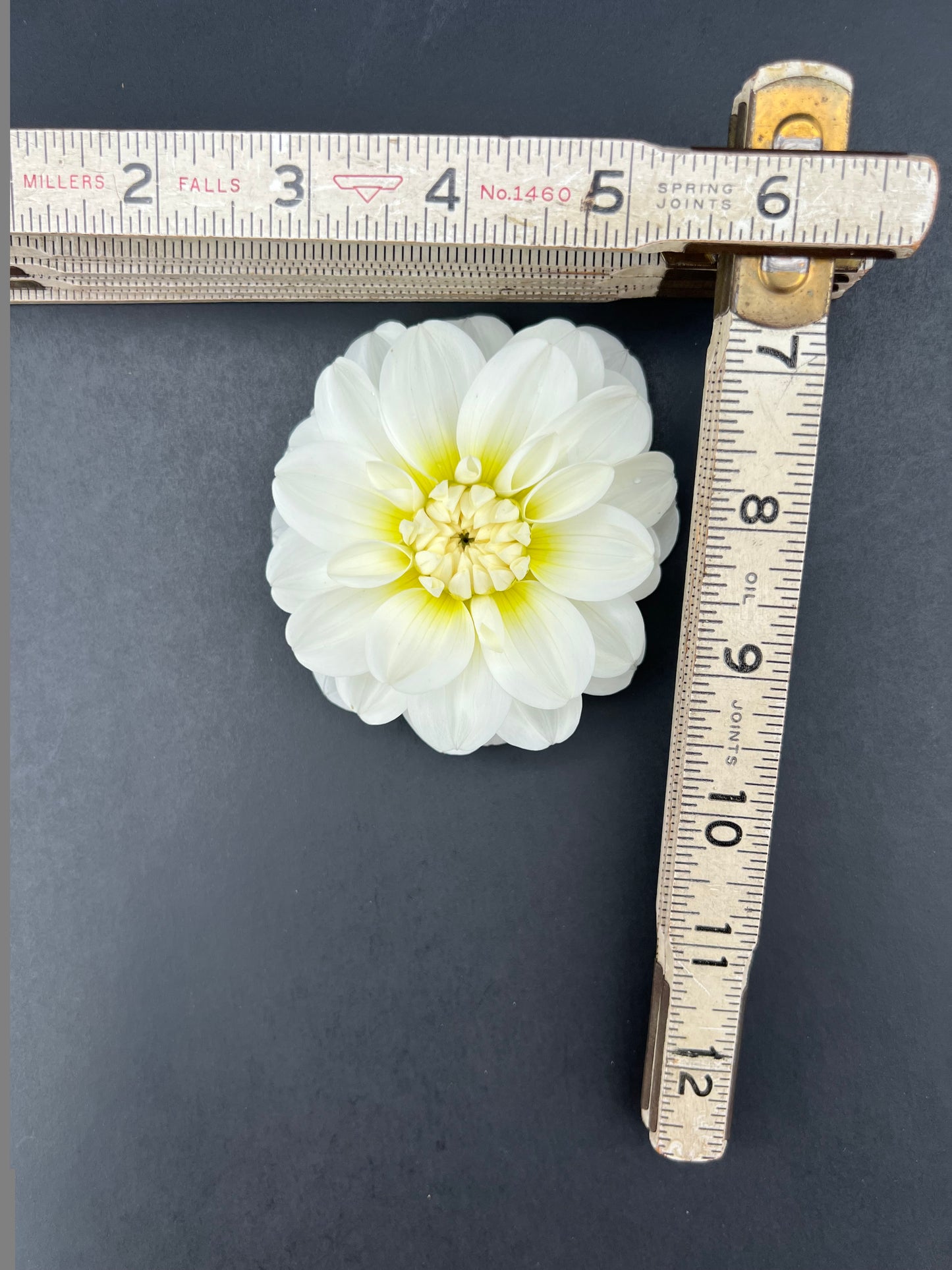 bride to be dahlia bloom with vibrant white petals, grown from high-quality tubers for sale