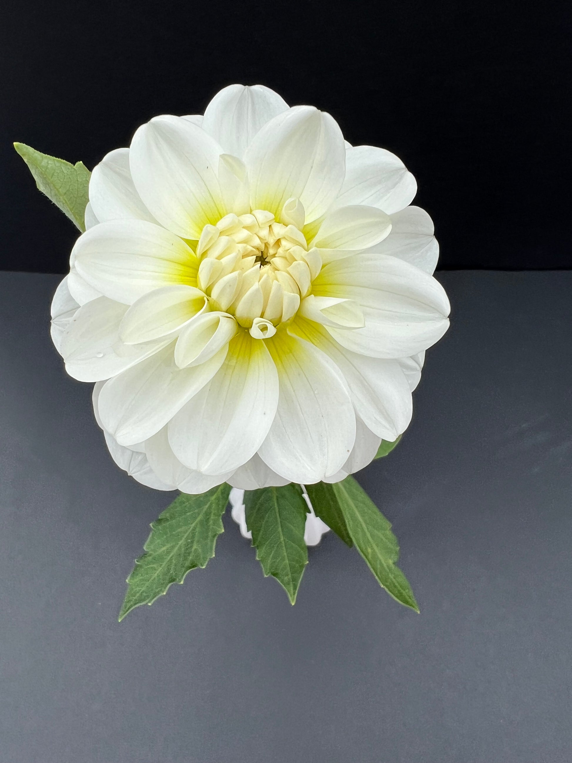 bride to be dahlia bloom with vibrant white petals, grown from high-quality tubers for sale