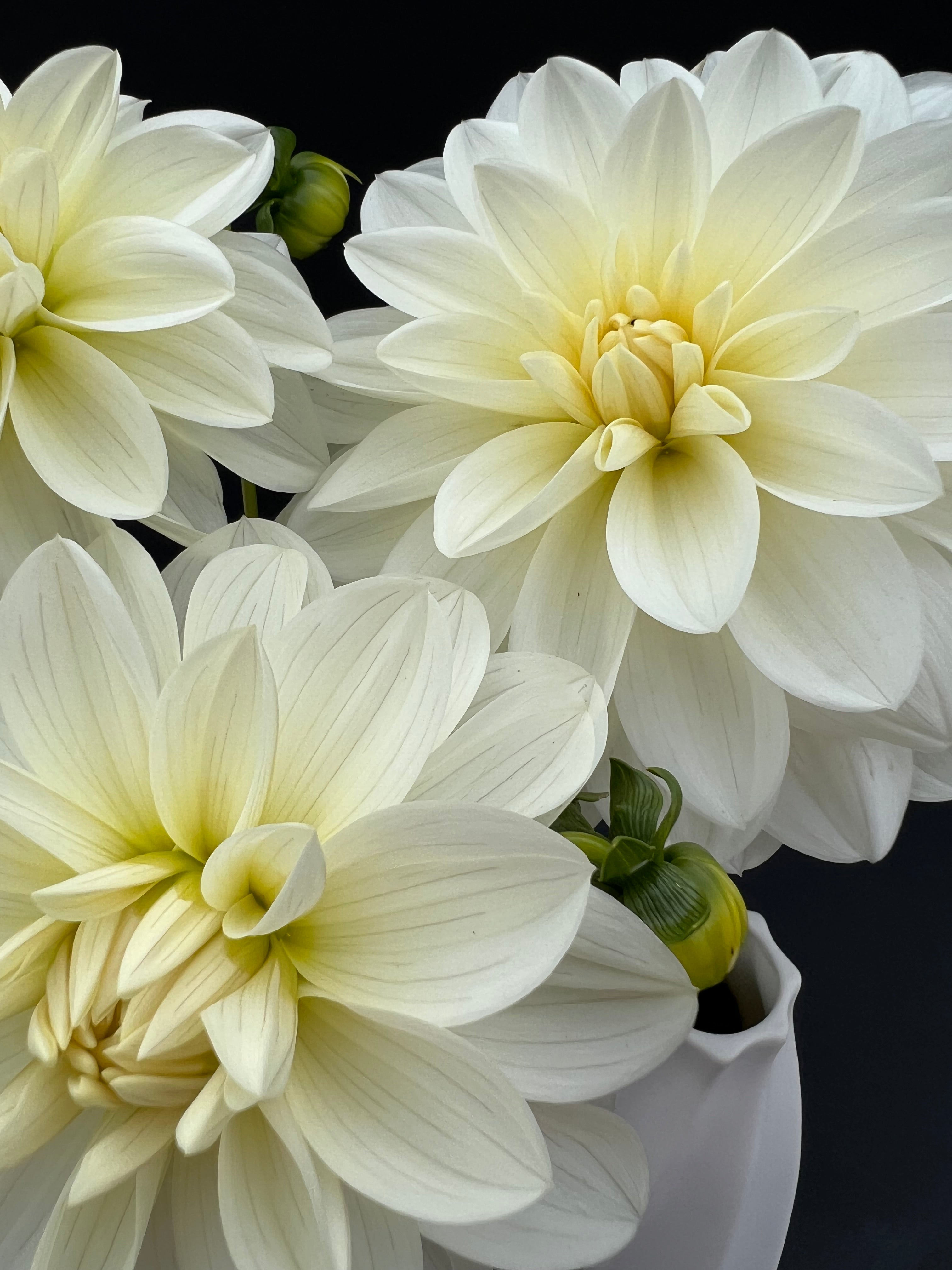 Bidezilla Bridezilla - Dahlia - Tuber – Birddog Flower Farm