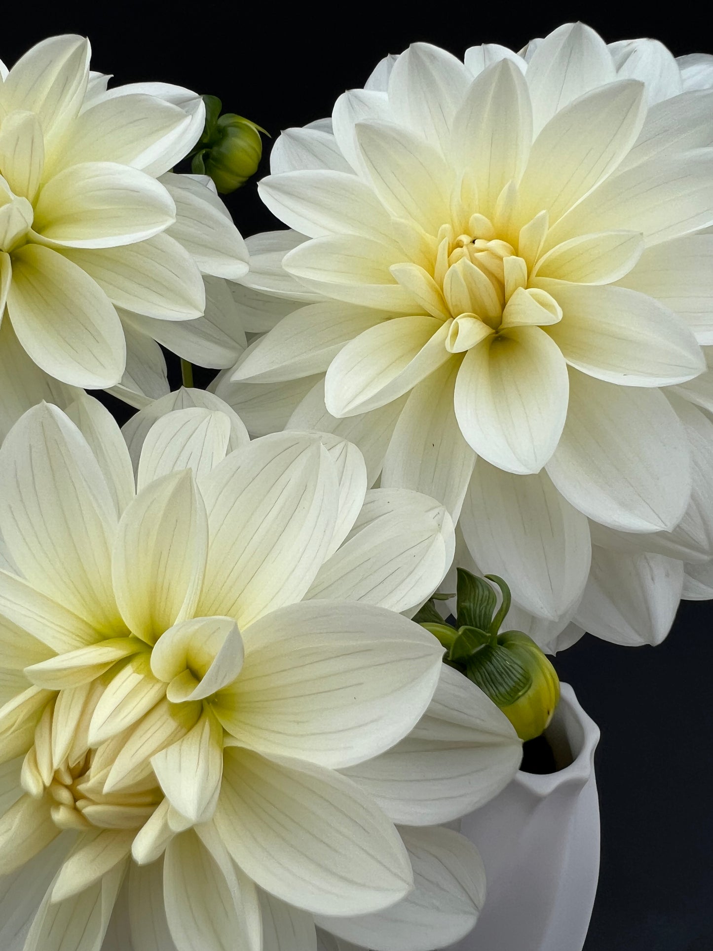 bridezilla dahlia bloom with vibrant white-cream petals, grown from high-quality tubers for sale