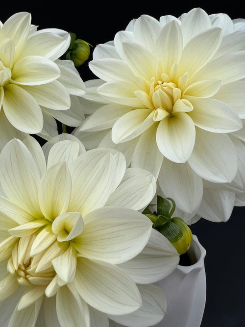 bridezilla dahlia bloom with vibrant white-cream petals, grown from high-quality tubers for sale