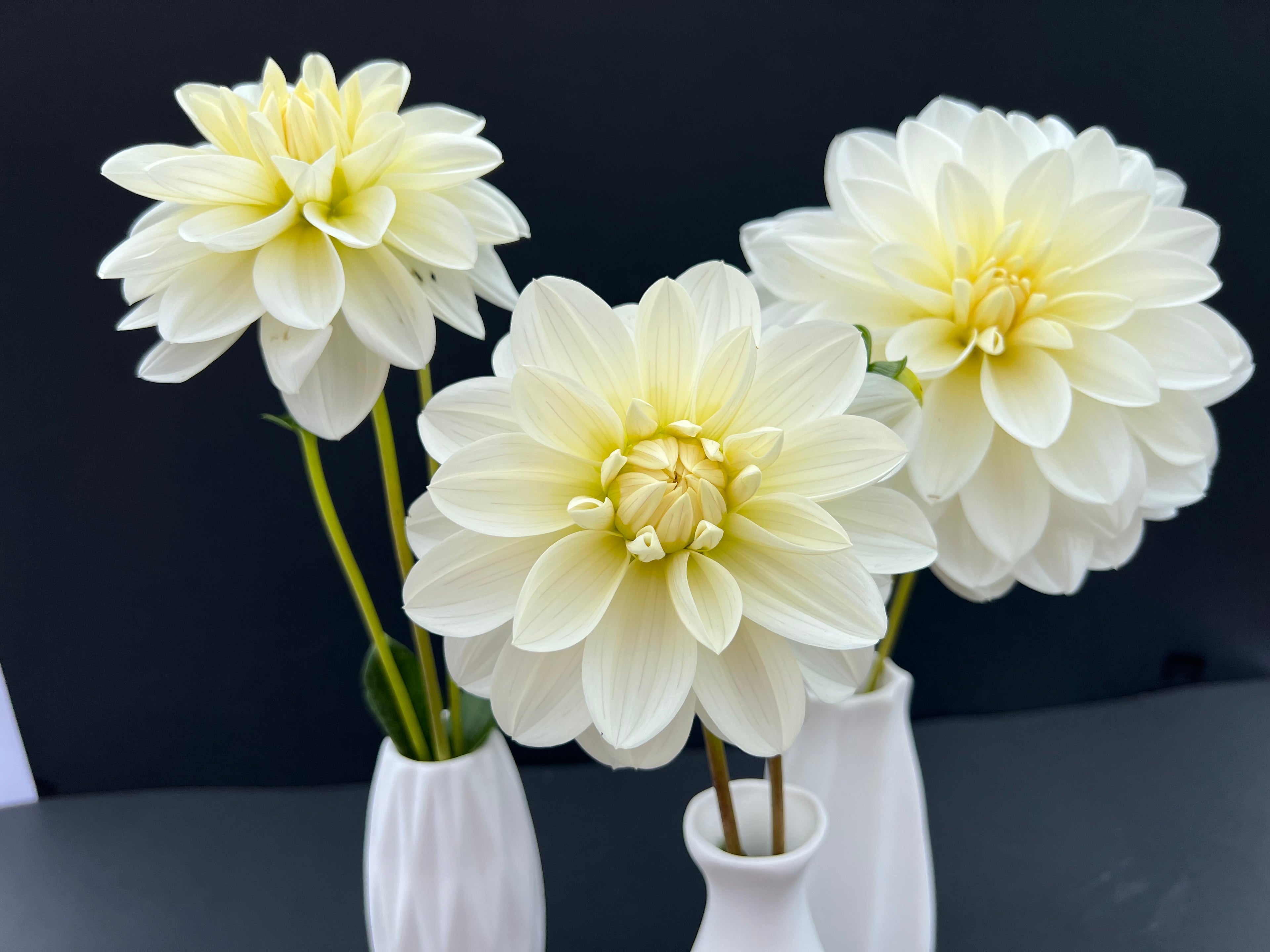 bridezilla dahlia bloom with vibrant white-cream petals, grown from high-quality tubers for sale