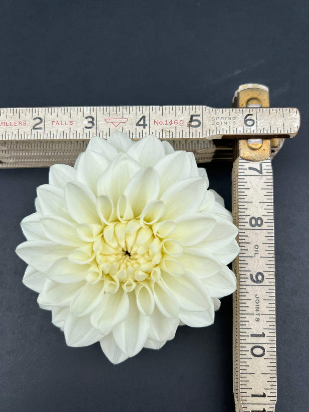 bridezilla dahlia bloom with vibrant white-cream petals, grown from high-quality tubers for sale