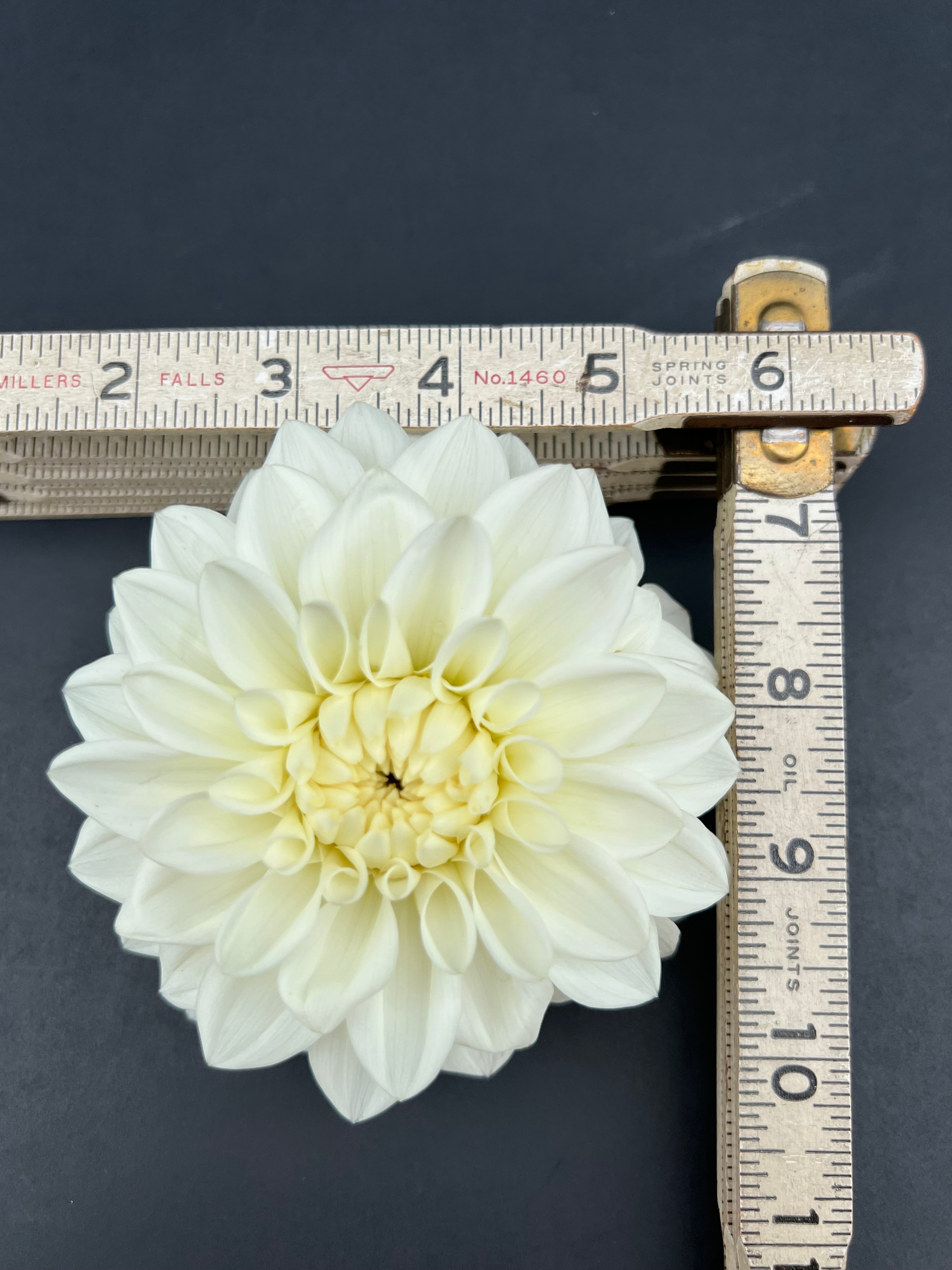 bridezilla dahlia bloom with vibrant white-cream petals, grown from high-quality tubers for sale