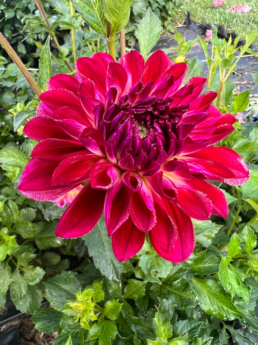 brittany rey dahlia bloom with vibrant red petals, grown from high-quality tubers for sale