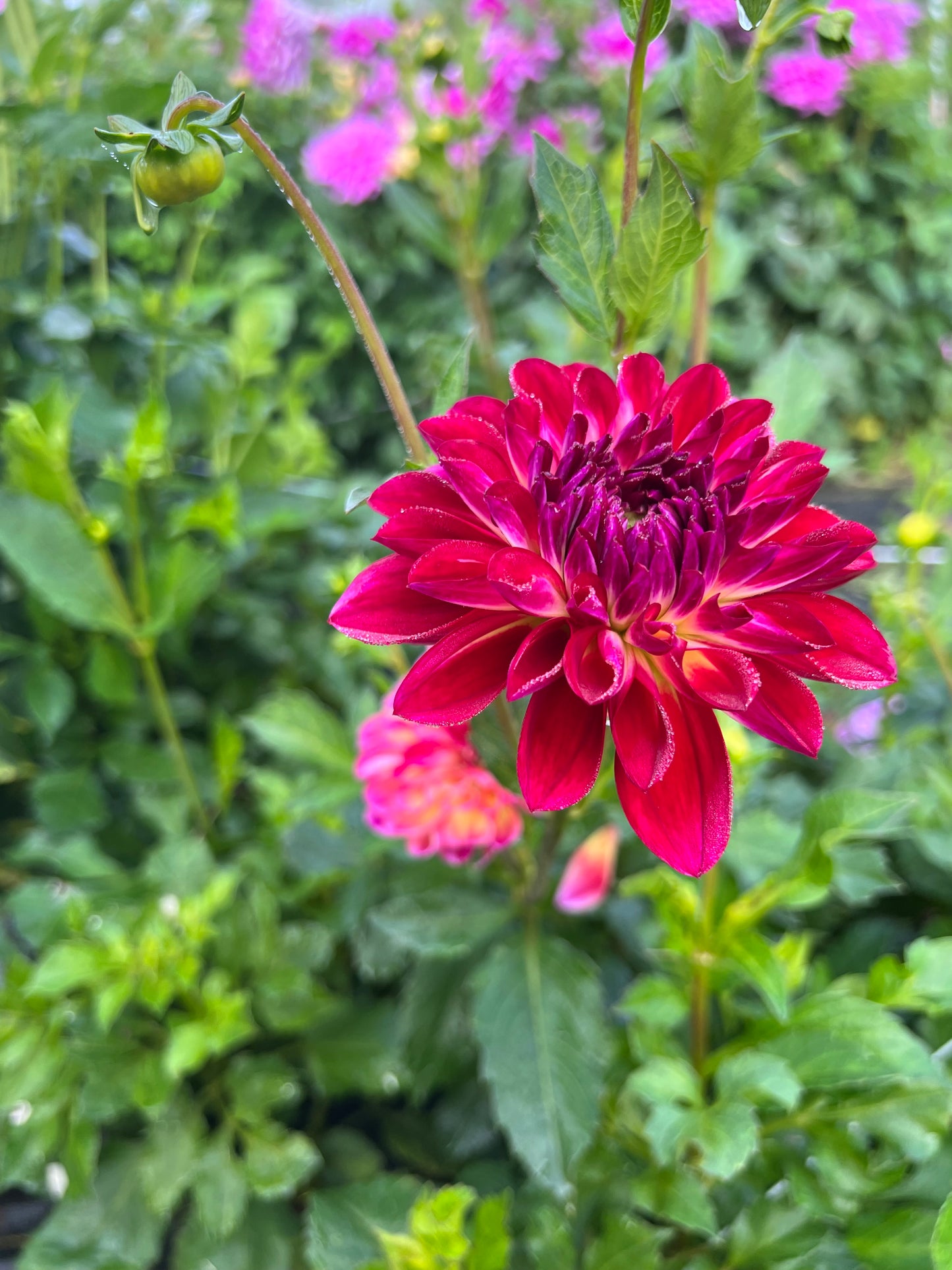 brittany rey dahlia bloom with vibrant red petals, grown from high-quality tubers for sale