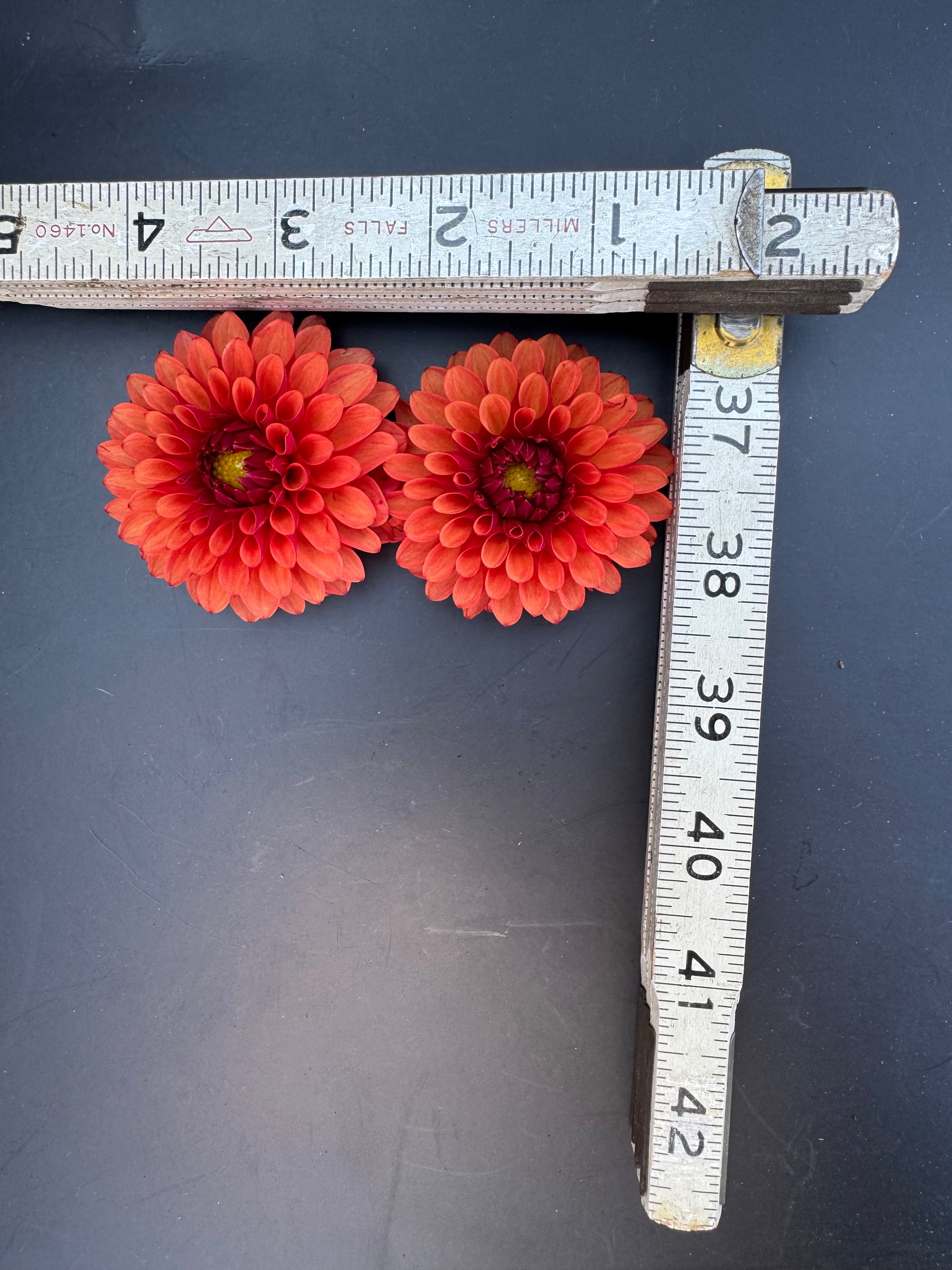 Brown Sugar - Dahlia