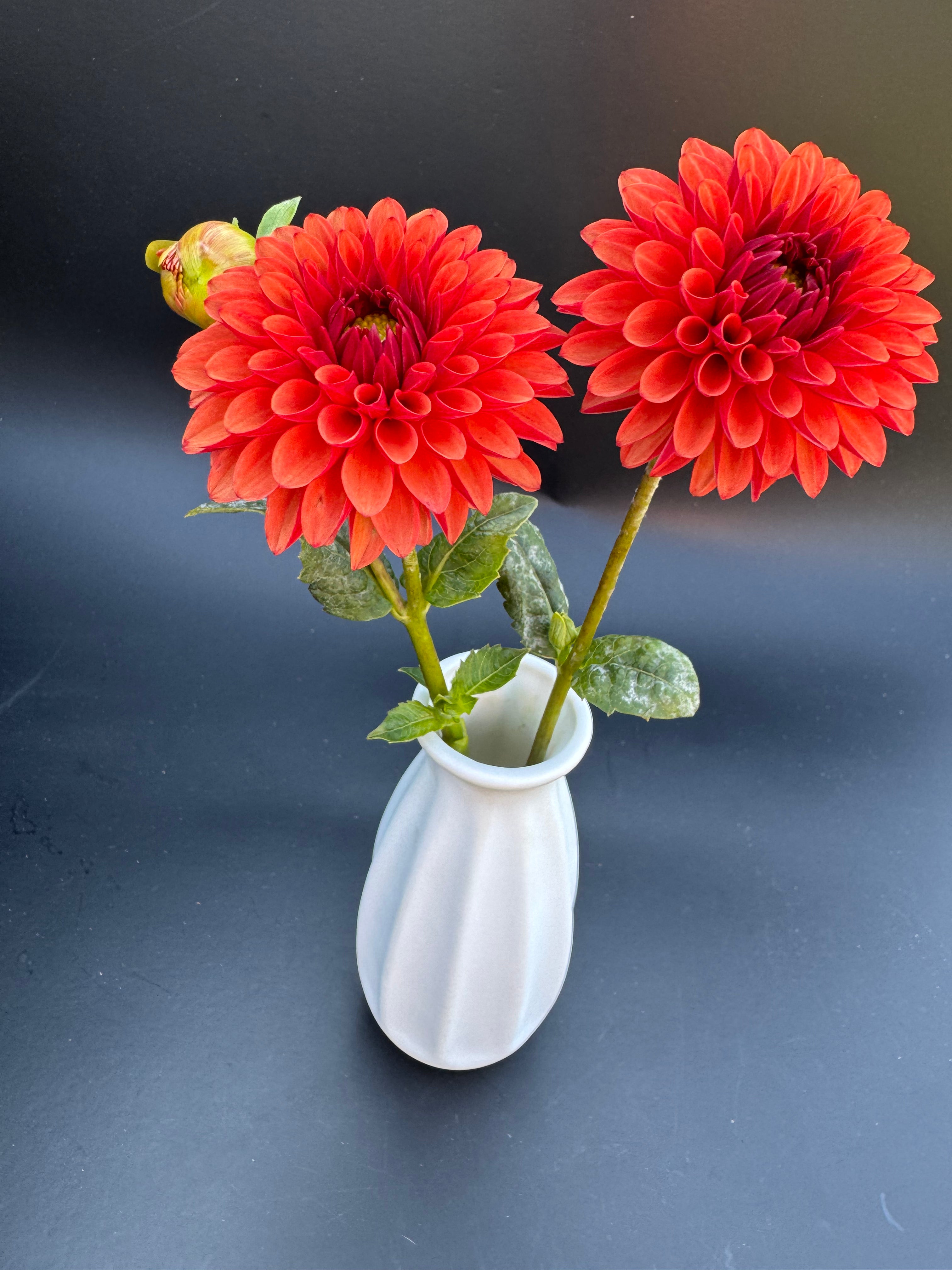 Brown Sugar - Dahlia