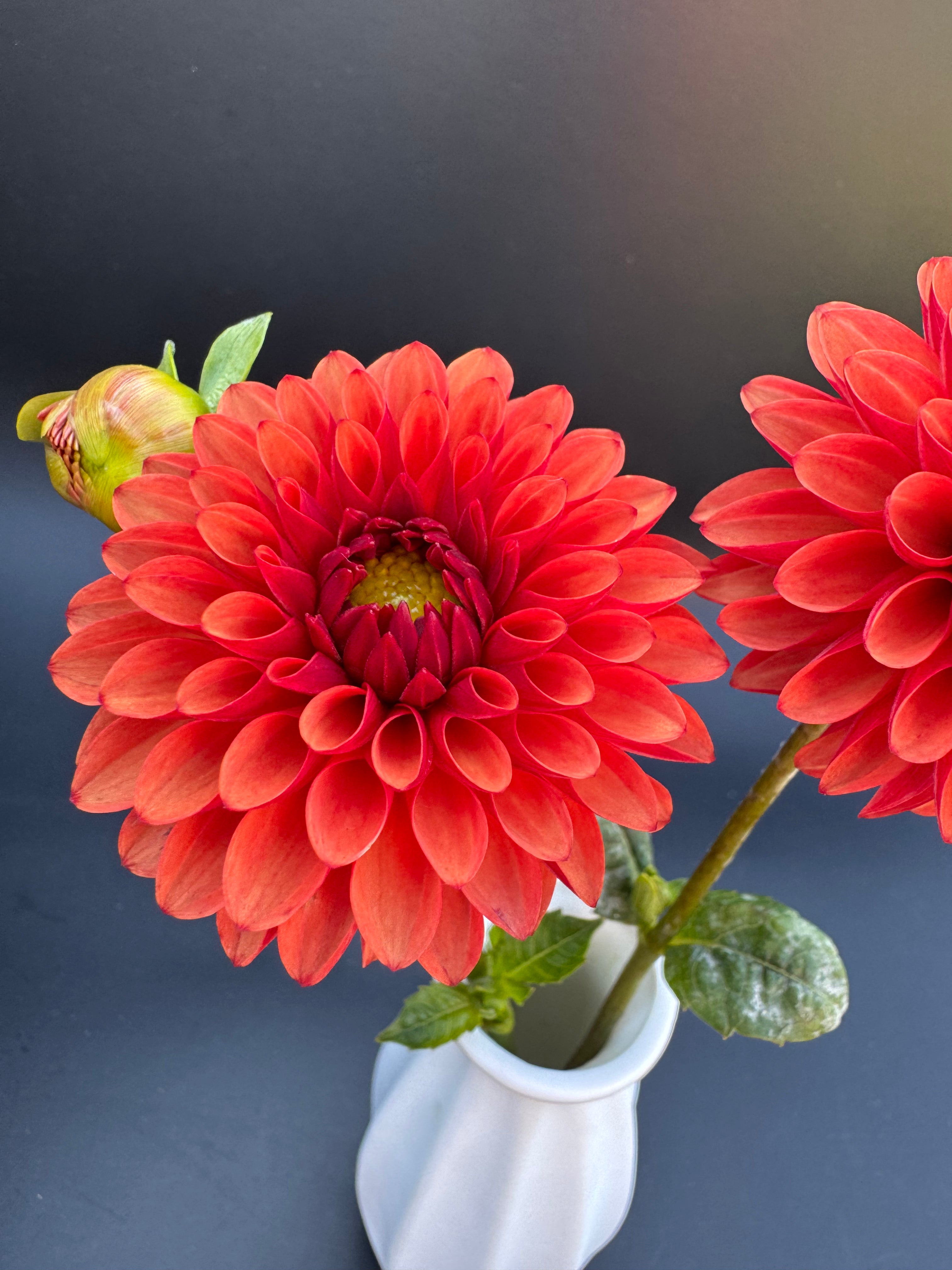 Brown Sugar - Dahlia