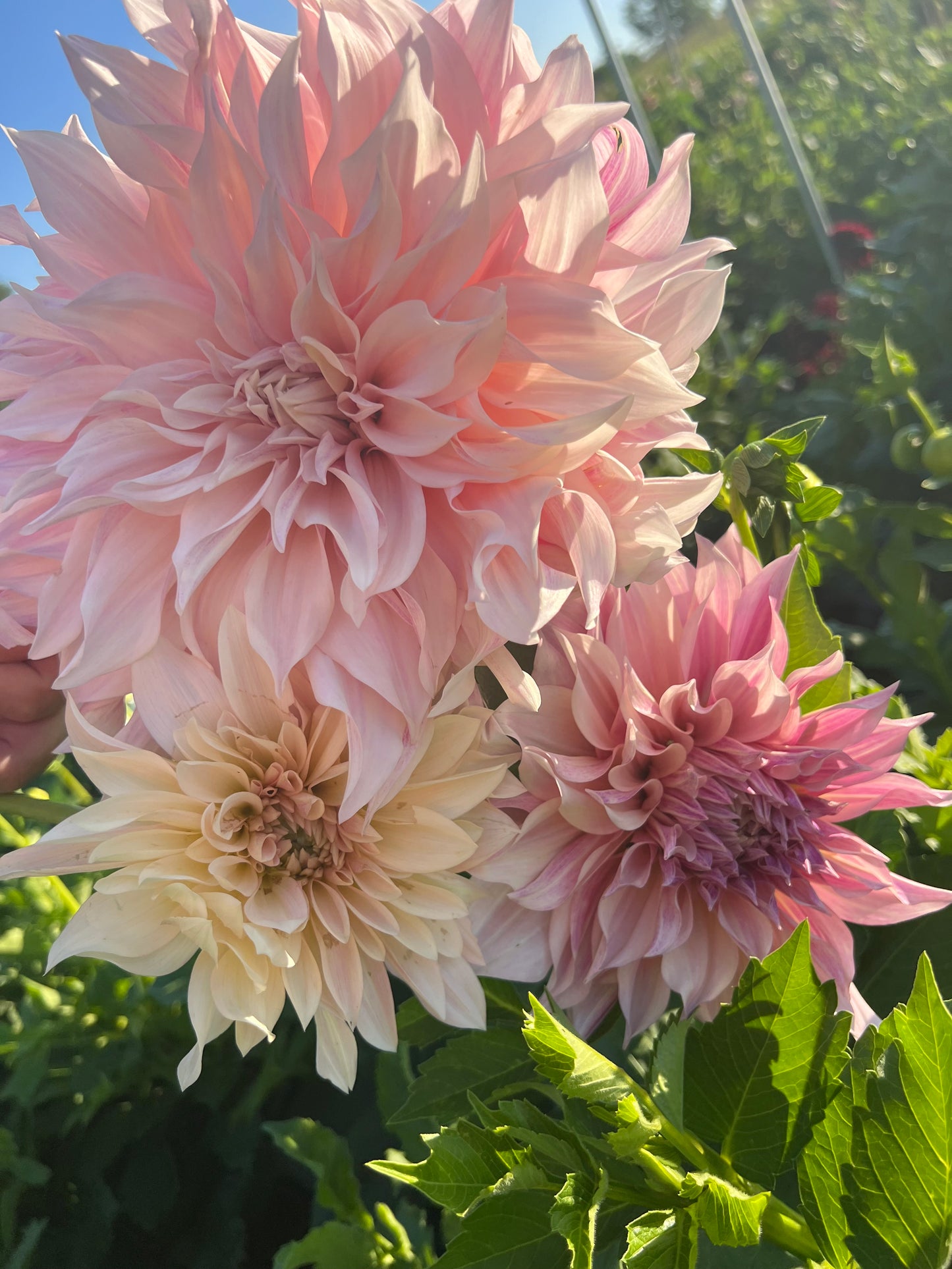 cafe au lait dahlia bloom with vibrant white-cream petals, grown from high-quality tubers for sale