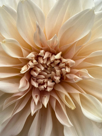 cafe au lait dahlia bloom with vibrant white-cream petals, grown from high-quality tubers for sale