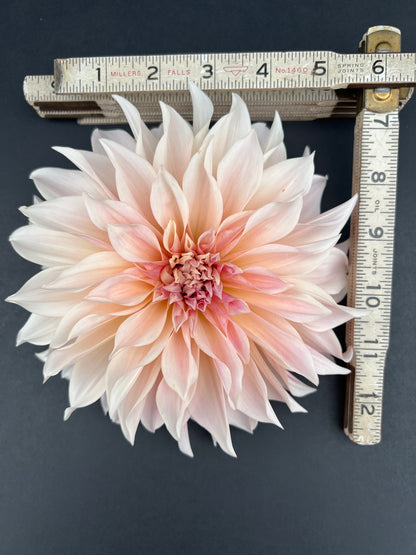 cafe au lait dahlia bloom with vibrant white-cream petals, grown from high-quality tubers for sale